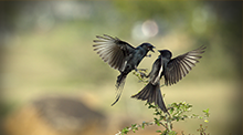 Love Is In The Air 云呼试用3分钟